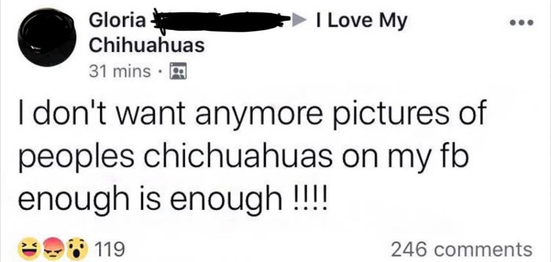 A Facebook post in a group called "i love my chihuahuas" expressing frustration over receiving too many pictures of other people's chihuahuas