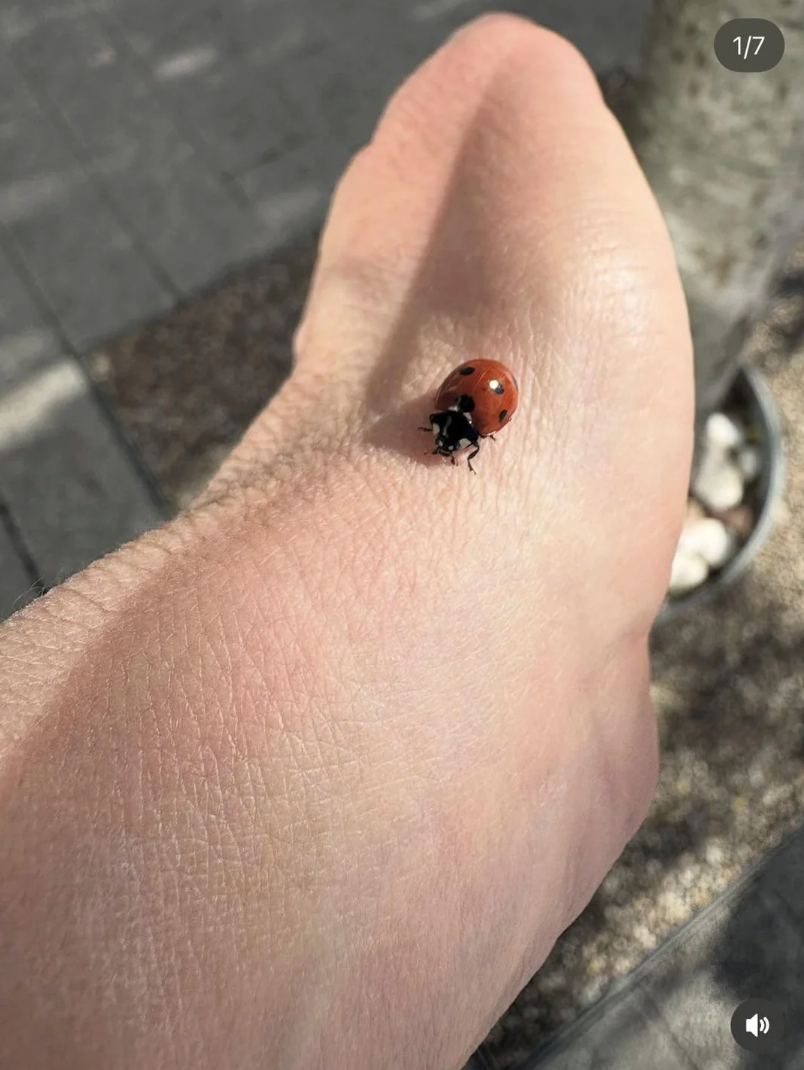 Ladybug connected  a person's ft  successful  an outdoor setting