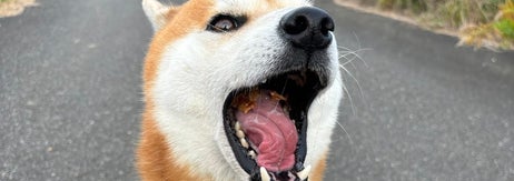 歌っているように見えるティーくん（柴犬ティーくん＆パパさんのXアカウント）