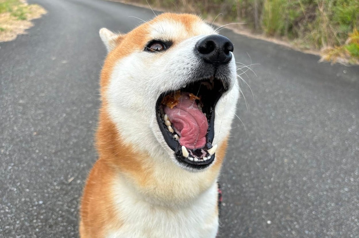 歌っているように見えるティーくん(柴犬ティーくん&パパさんのXアカウント)