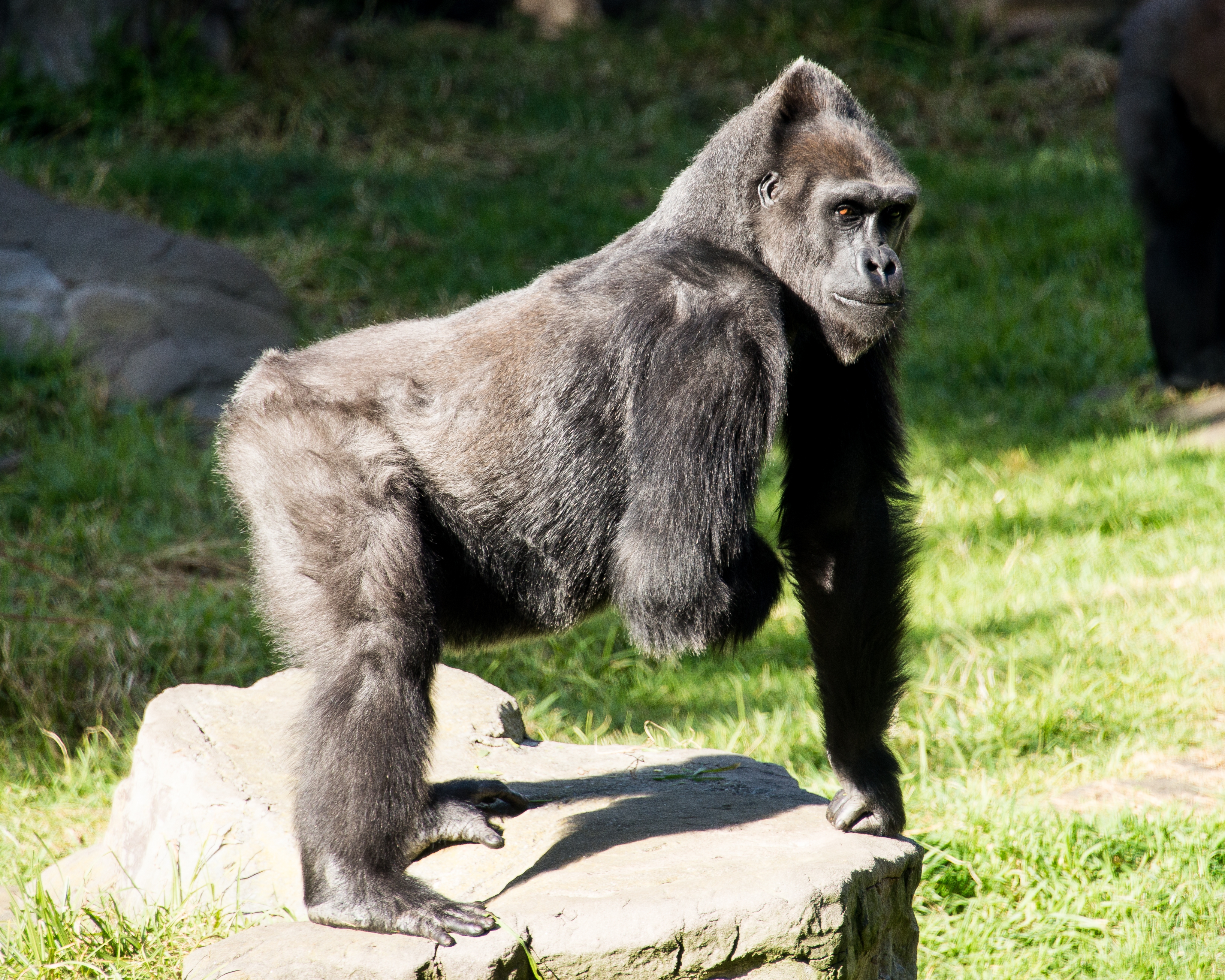 ODYSSEYFZGSDDJFLX10CW ゴリラになります lOiaoTuIG.jpg