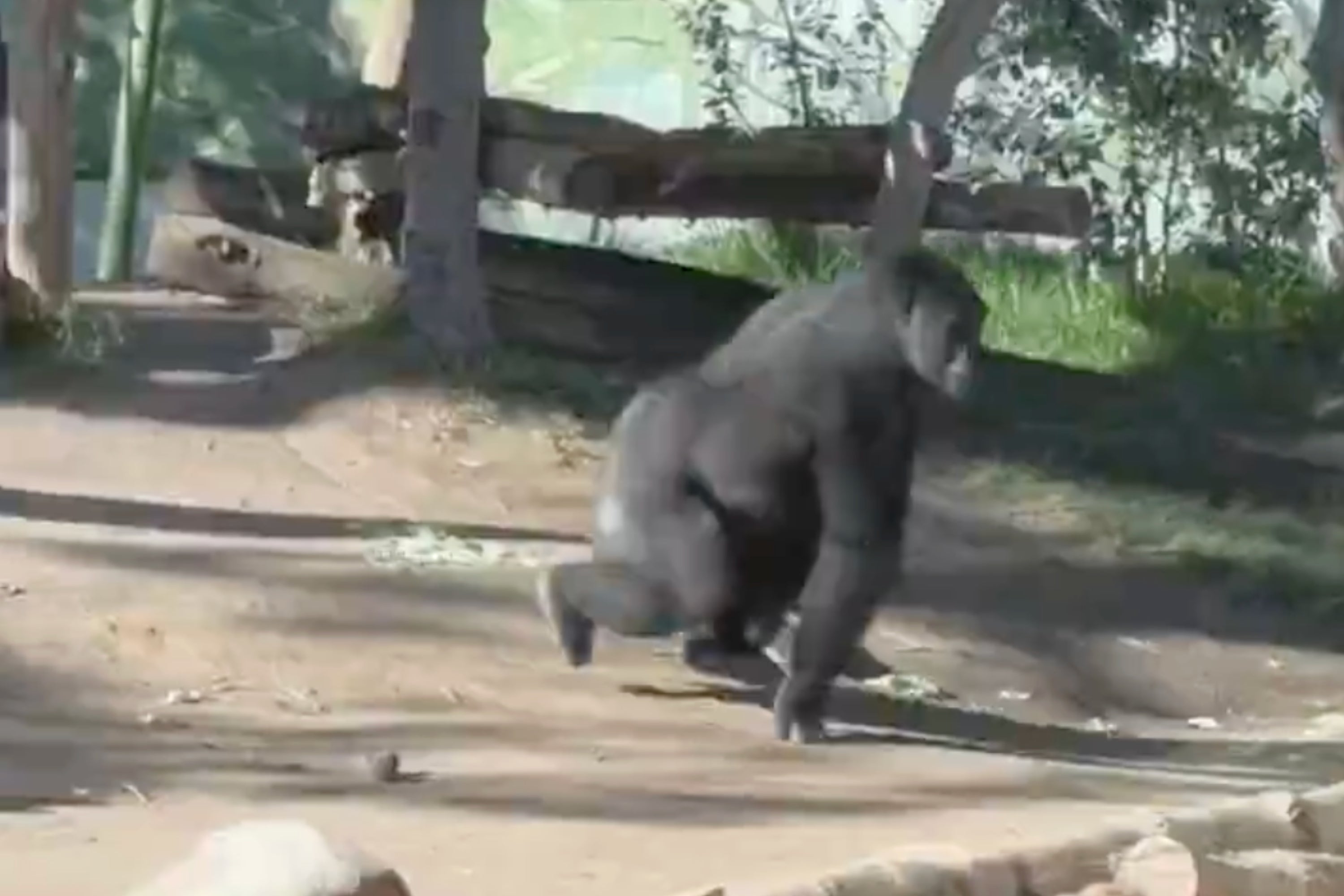 兄を亡くしたゴリラが突然走り出し…→動物園で強化ガラスにヒビ「何が