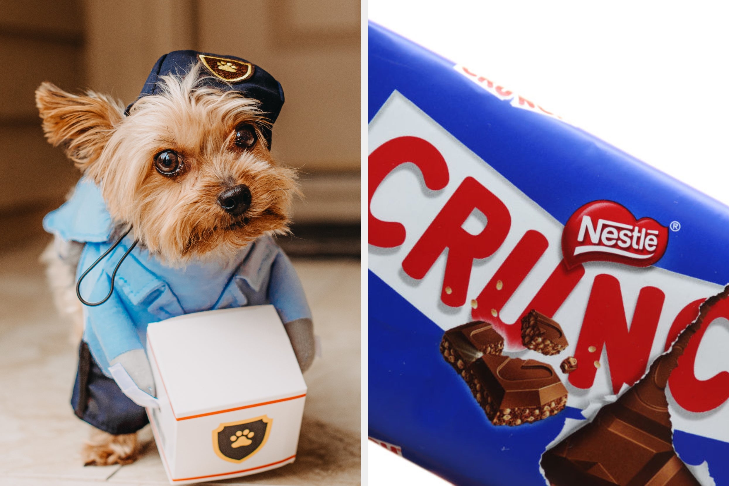 Plan Your Perfect Halloween And I'll Tell You What Your Pet's Costume Should Be!