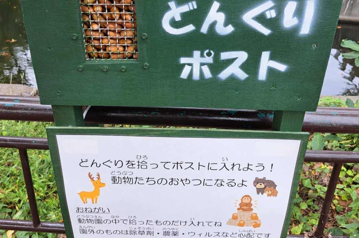 どんぐりが詰まった「どんぐりポスト」の写真 / 日立市かみね動物園の公式Xアカウント(@HitachiCity_Zoo)より