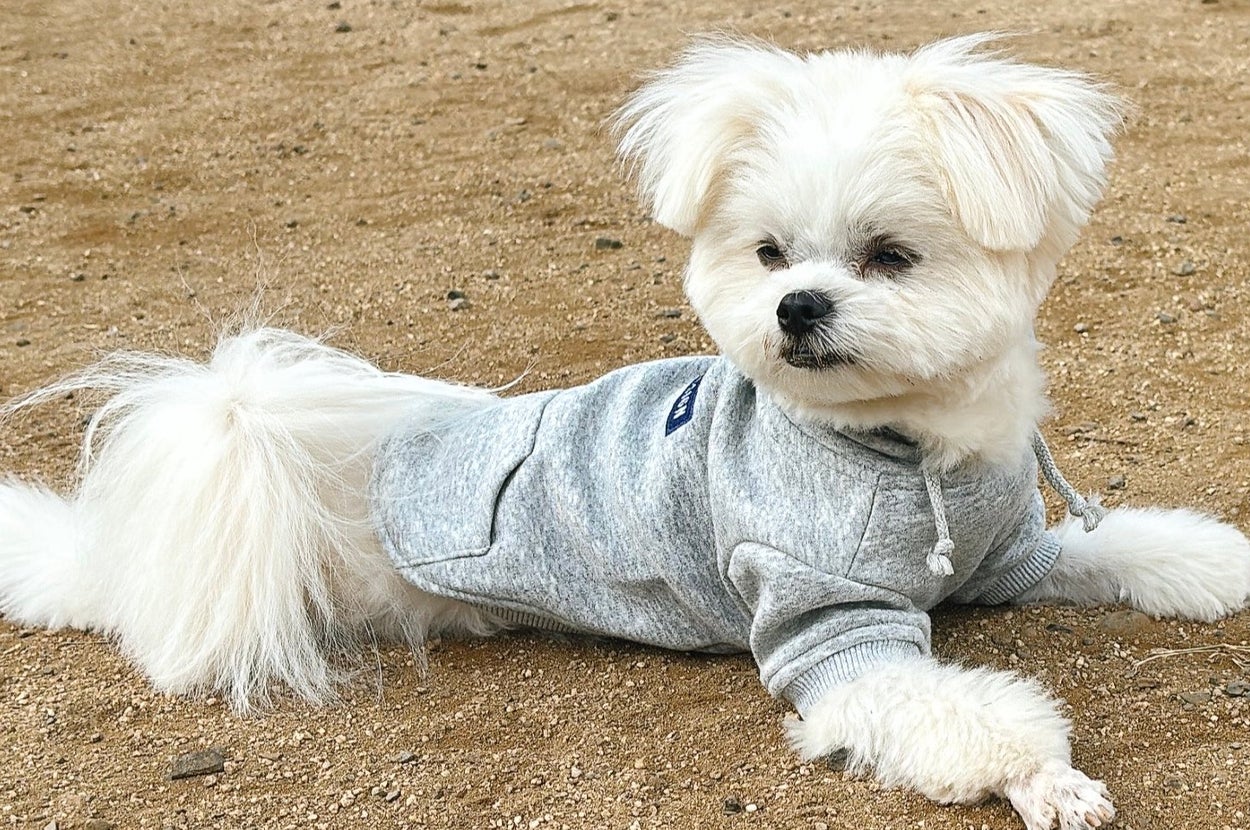 テンション低めに、へたりこむおこめちゃん / おこめさん(@okomeisgoodgirl)のXアカウントより