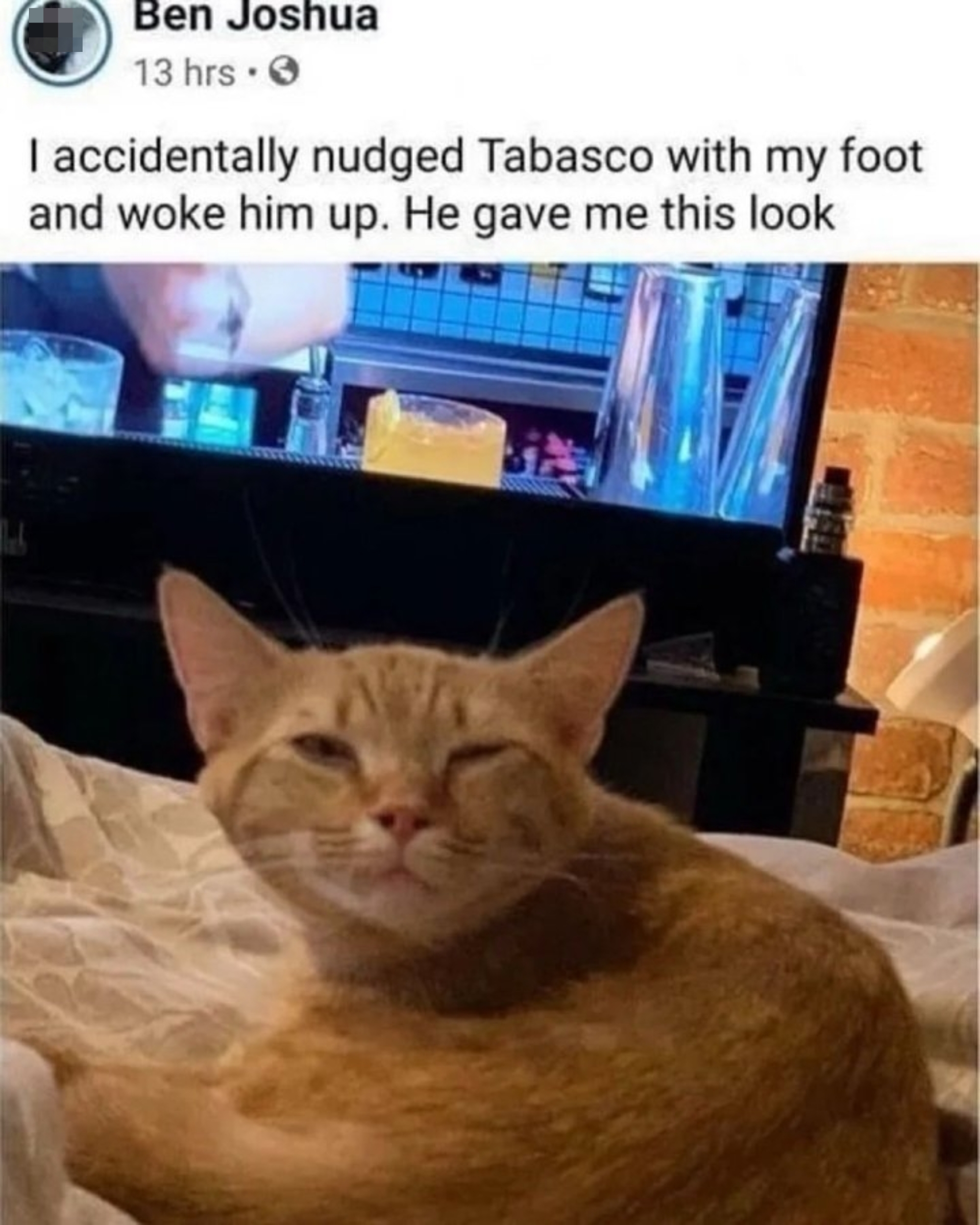 A sleepy cat squints at the camera from a cozy spot in front of a TV, captioned about accidentally nudging the cat awake