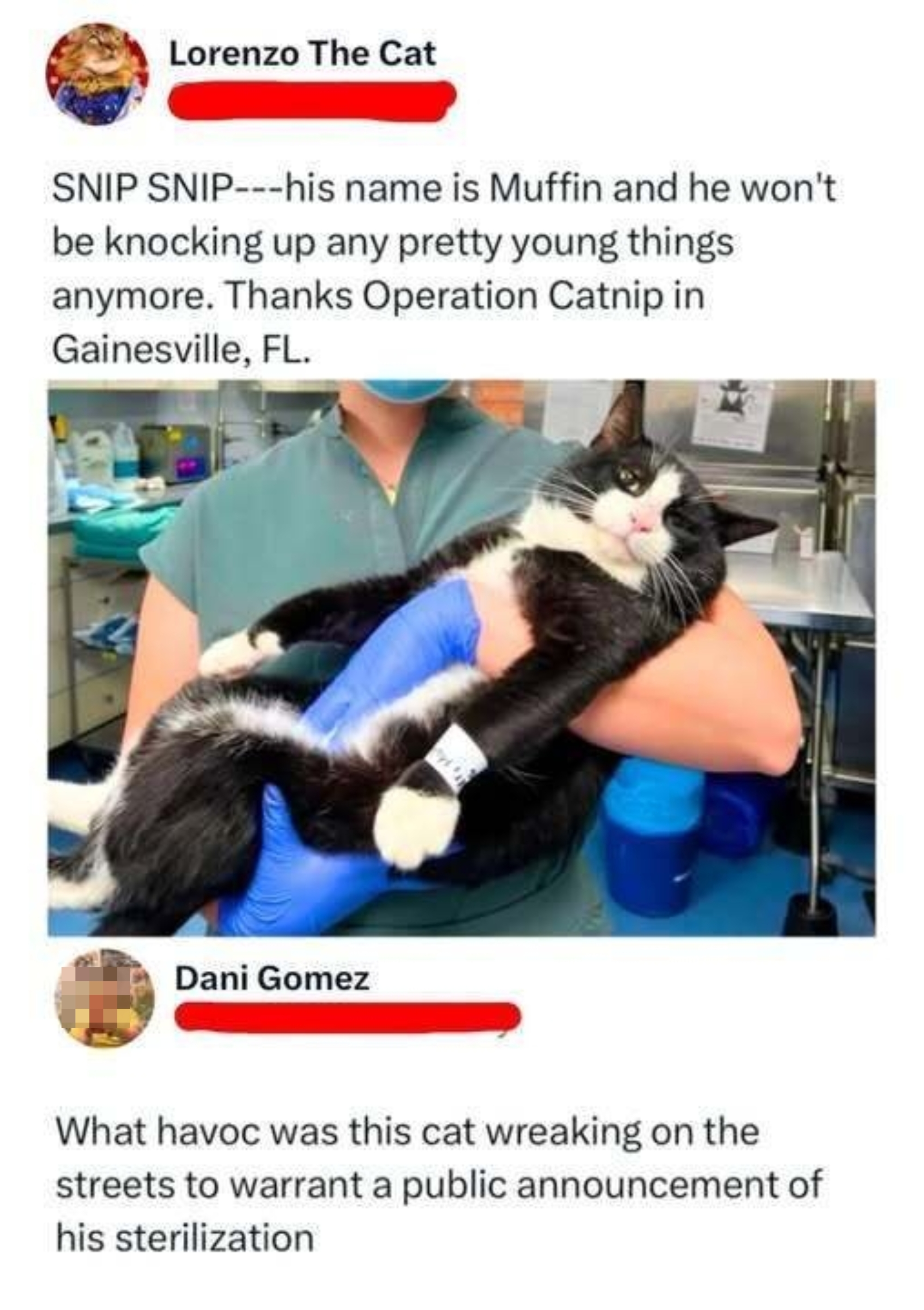 A veterinarian cradles a black and white cat named Muffin. The text humorously announces Muffin&#x27;s sterilization in Gainesville, FL