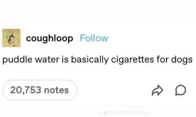 Social media post humorously compares puddle water to cigarettes for dogs; receives over 20,700 notes