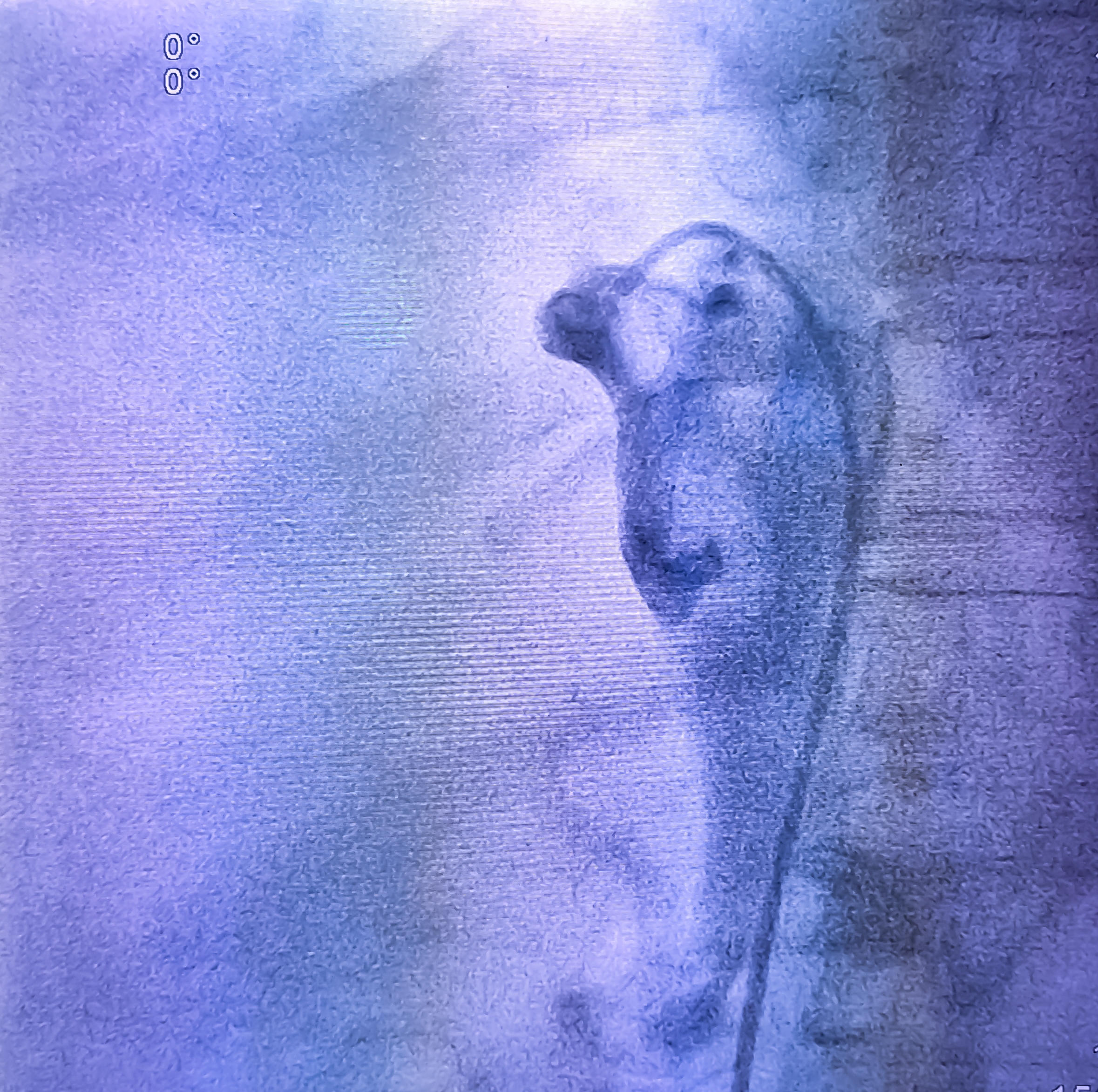 Medisinsk bildeskanning som viser en innvendig visning, muligens av en menneskelig kroppsdel, som fremhever blodårer eller strukturer