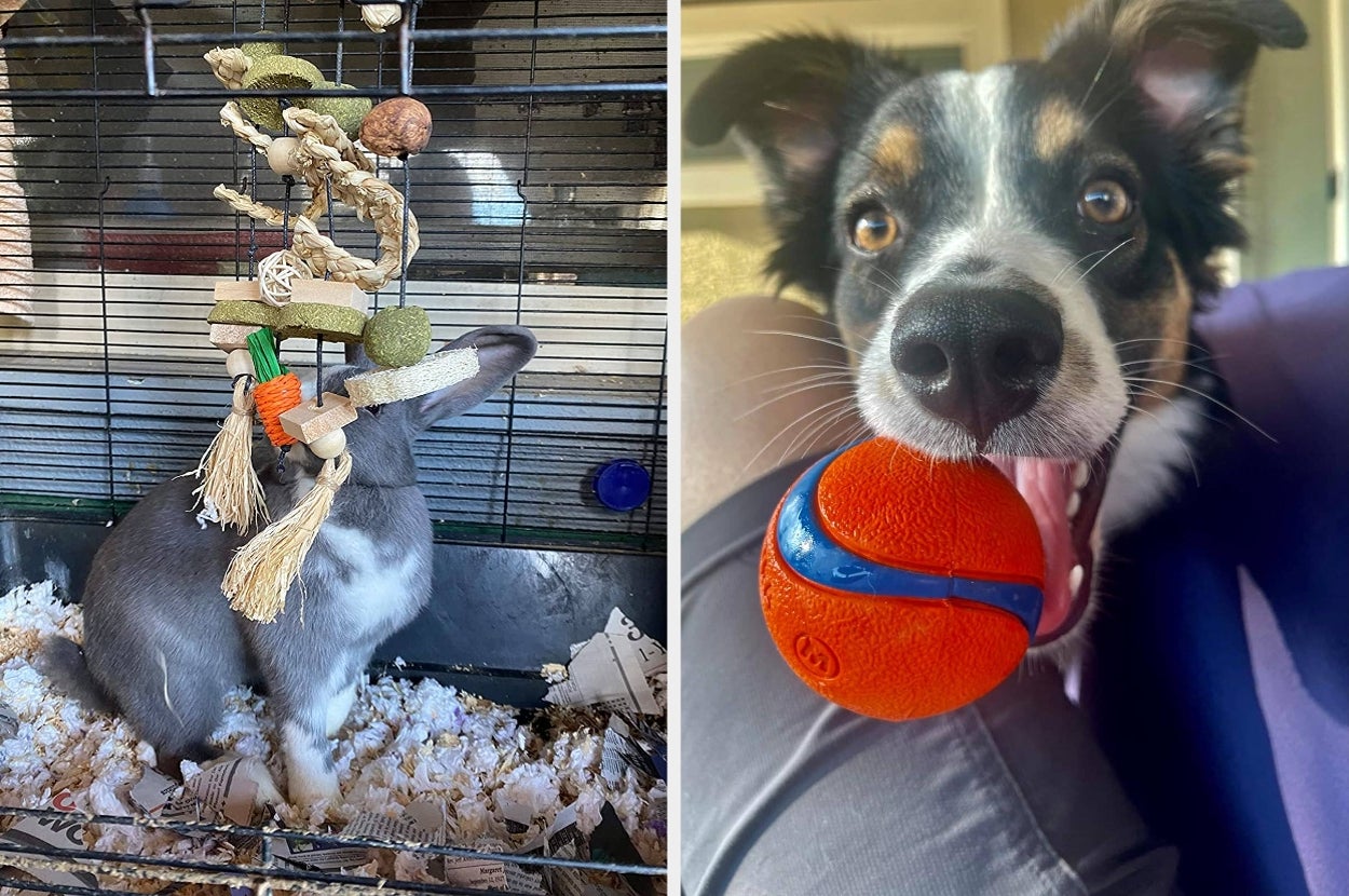 Rabbit in a cage plays with hanging toys; dog with a ball in its mouth sits closely. Perfect pet toys for engaging small animals