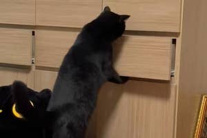 時計のある部屋で、黒猫がタンスの引き出しを開けようとしています。