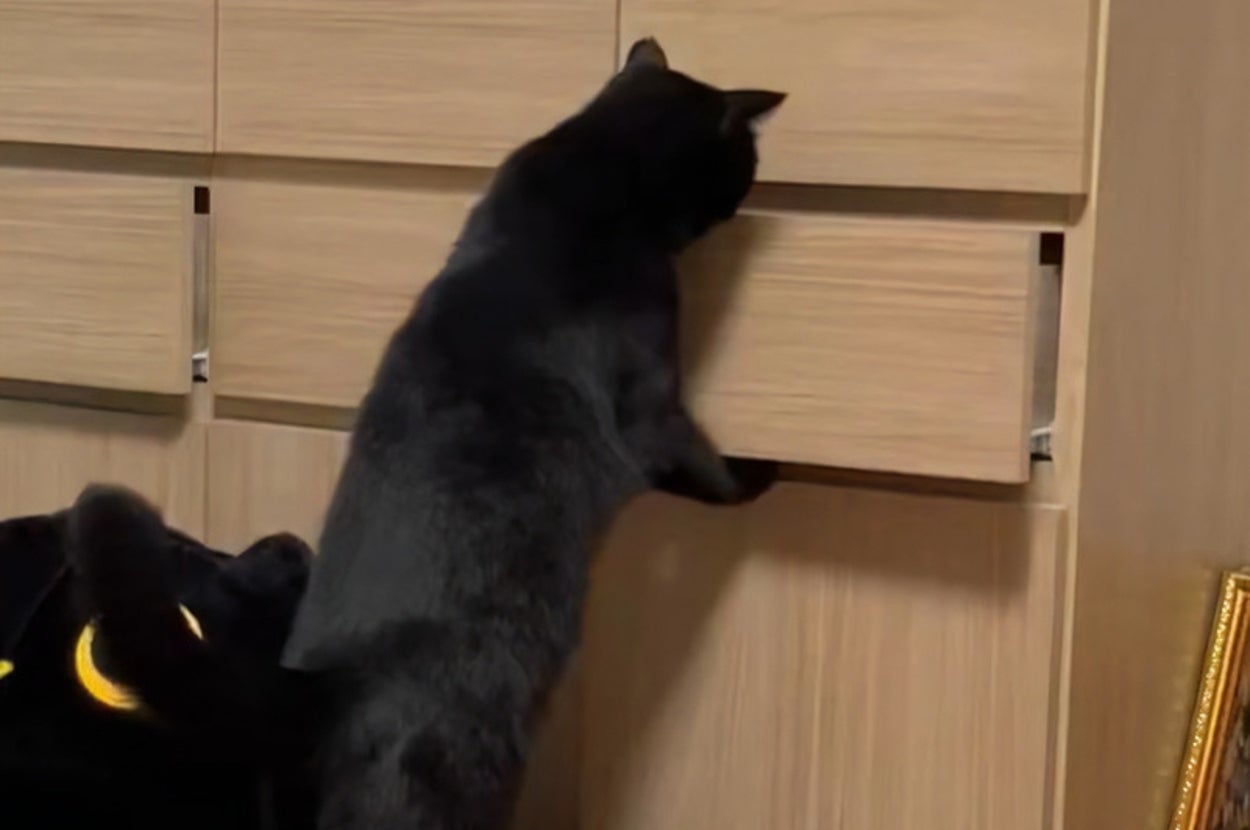 時計のある部屋で、黒猫がタンスの引き出しを開けようとしています。