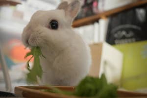 水菜を食べるたんぽぽくん。まさかこの後、大惨事が起きるとは……(emi?うさぎのぽぽのお世話係さんのXアカウント)