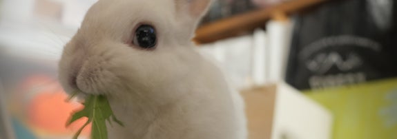 水菜を食べるたんぽぽくん。まさかこの後、大惨事が起きるとは……（ｅｍｉ?うさぎのぽぽのお世話係さんのXアカウント）