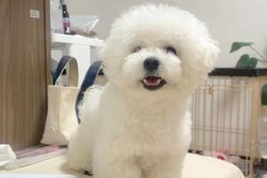 ビションフリーゼの男の子「うにくん」 / ビションフリーゼのうにさん(@uni_dayo20)のXアカウントより