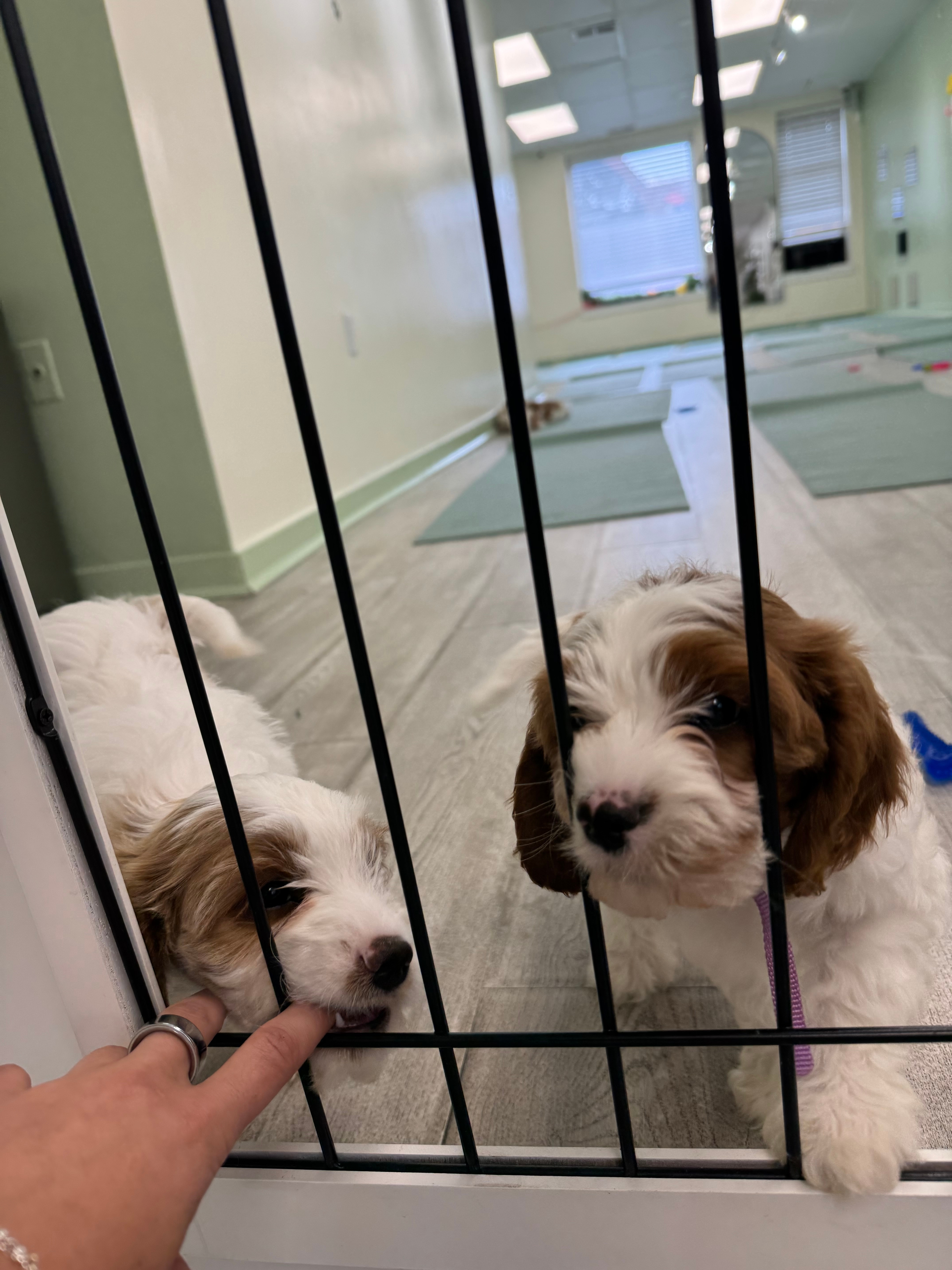 To valper bak en port, den ene som lekende napper fingeren til en person, i et rom med yogamatter i bakgrunnen