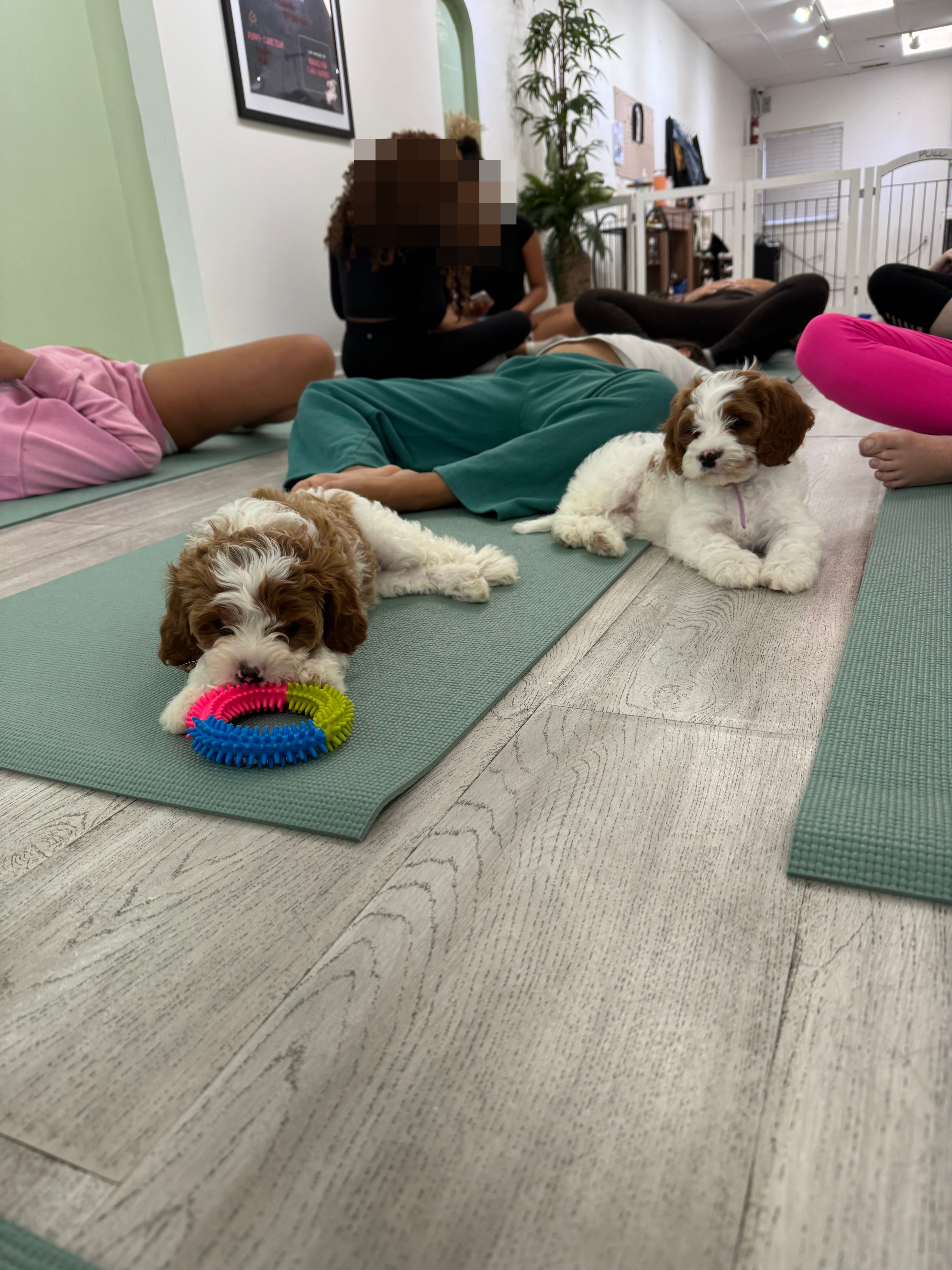 To luftige valper leker med leker på yogamatter i et studio, omgitt av folk som sitter og samhandler rundt dem