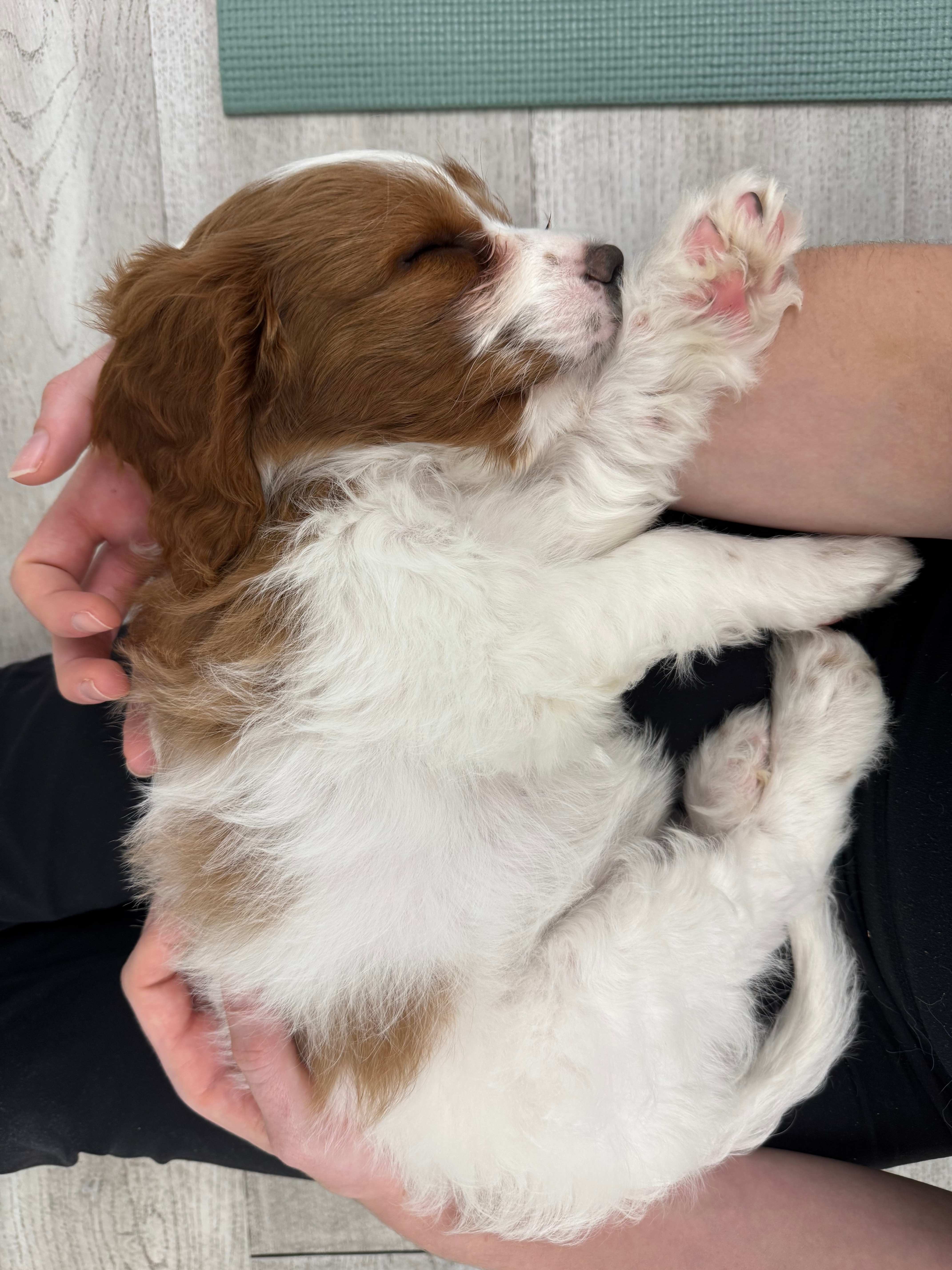 En liten, fluffy valp som sover fredelig i noens armer, med labbene forsiktig hvilende på nesen.