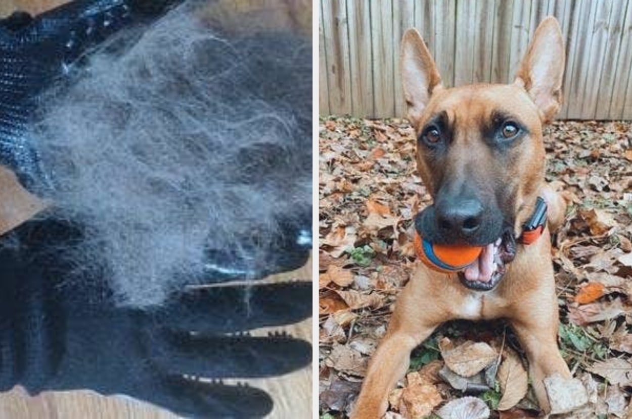 Left: Gloved hand holding a pile of shed pet fur. Right: Dog lying on leaves, holding a ball in its mouth, looking up happily