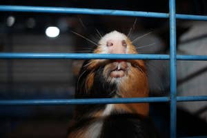 ハムスターがケージの棒に鼻と顔を近づけている様子。