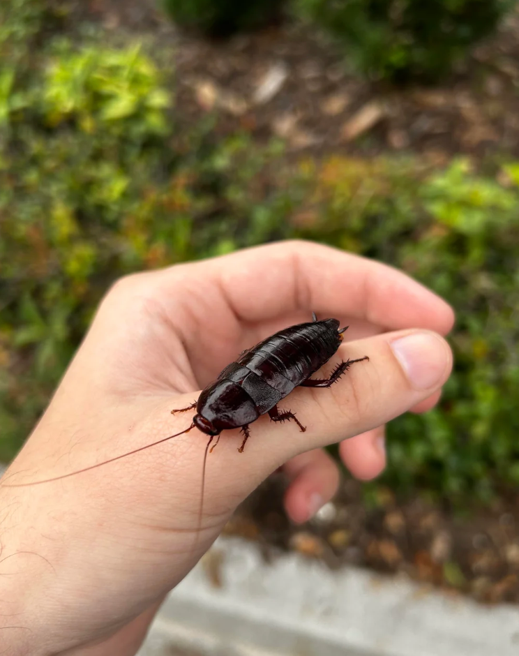 A person holding a large insect in their hand, with a blurred outdoor background. Reddit interface displayed around the image