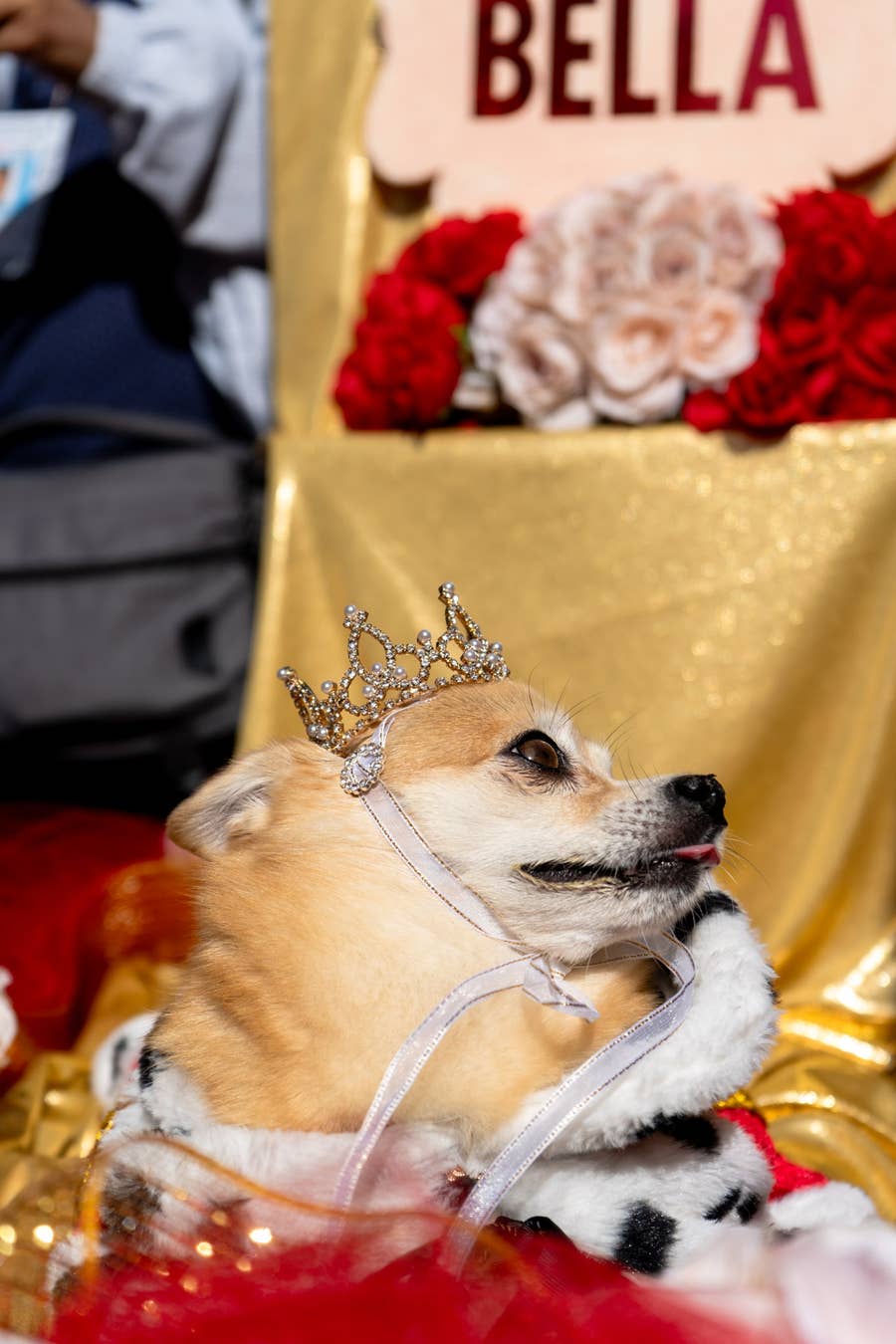 cute dogs dressed up Dogs Dressed Up Images Browse 71,162 Stock Photos, Vectors, and Video