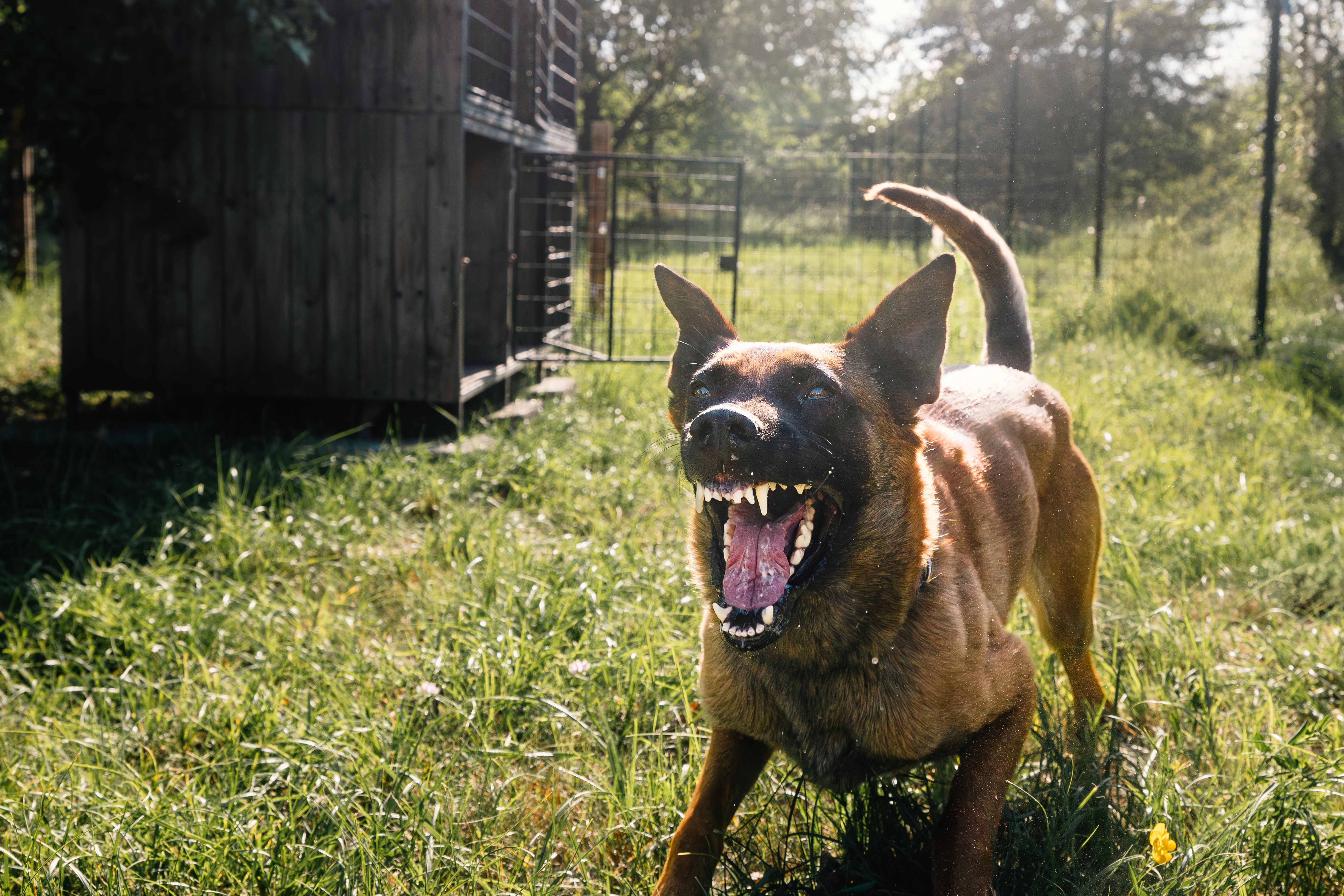 A canine  successful  a grassy gait   stands aggressively with rima  unfastened  and teeth showing, adjacent  to a woody  operation   and fenced area