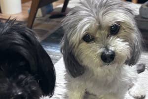 齧られた焼き芋を眺めるつんちゃん(右)と同居犬のこむぎちゃん(左)/飼い主さんのX(@koh110028)より