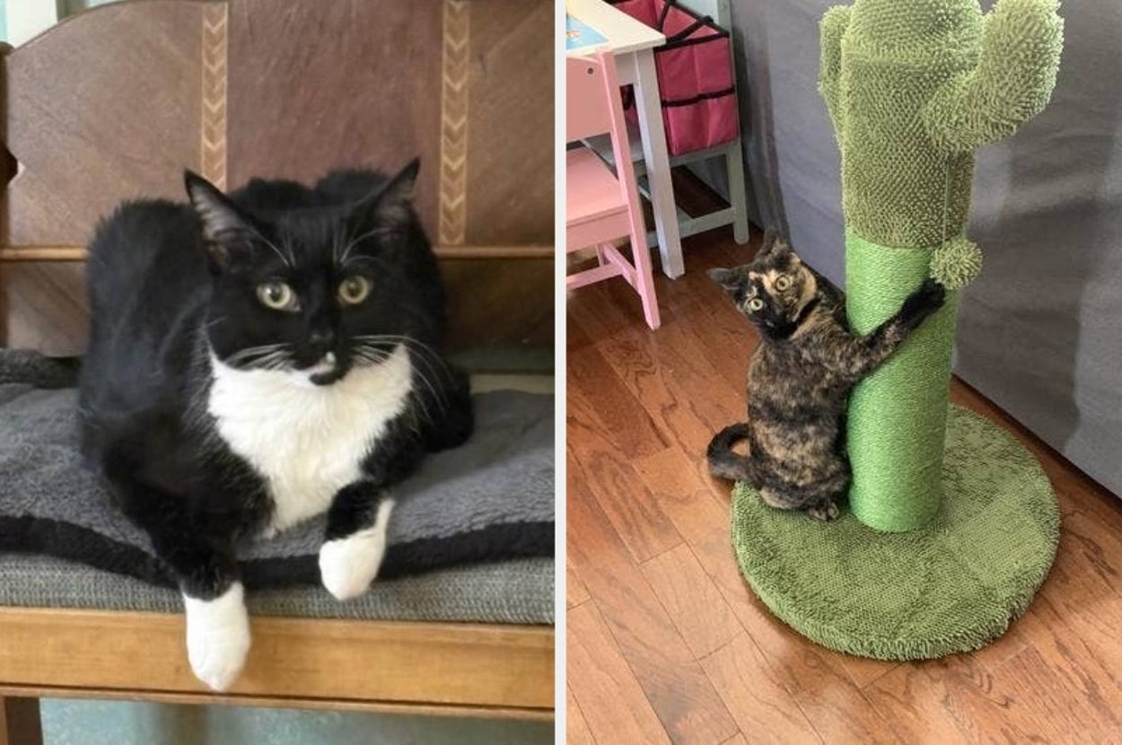 Two cats: one lounging on a chair with a relaxed posture, and another playfully climbing a cactus-shaped scratch post