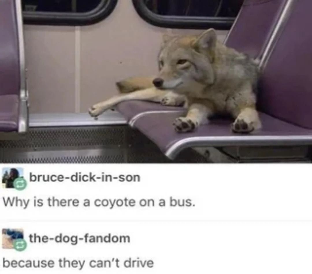 A coyote sits alone on a bus seat. Text reads: &quot;Why is there a coyote on a bus?&quot; Reply: &quot;Because they can&#x27;t drive.&quot;