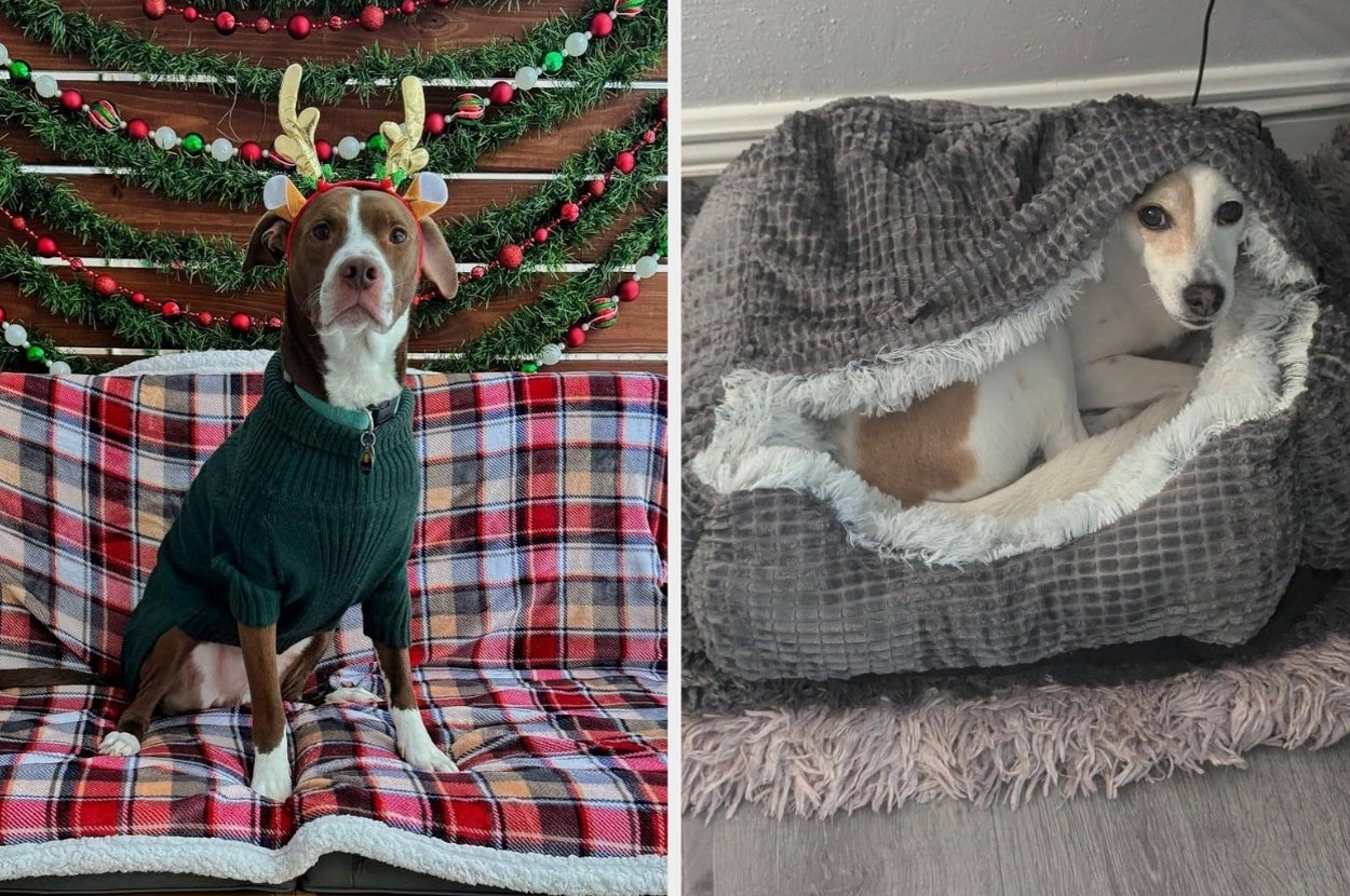 Dog on a couch in a sweater with reindeer antlers, next to another dog in a cozy, gray pet bed resembling a soft cave