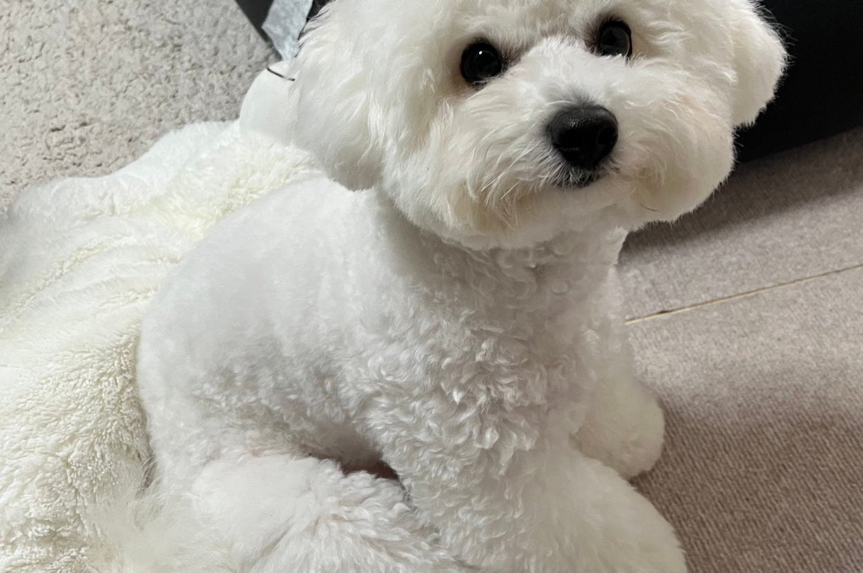 もくちゃん / mokuさん（@moku_bichon）のXより