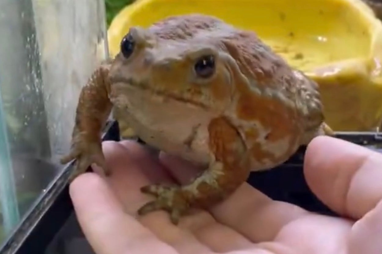 飼い主さんの手に乗るアンバーちゃん / ぴよ@カエルと暮らすさん（@PIYO_KAERU）のXアカウントより