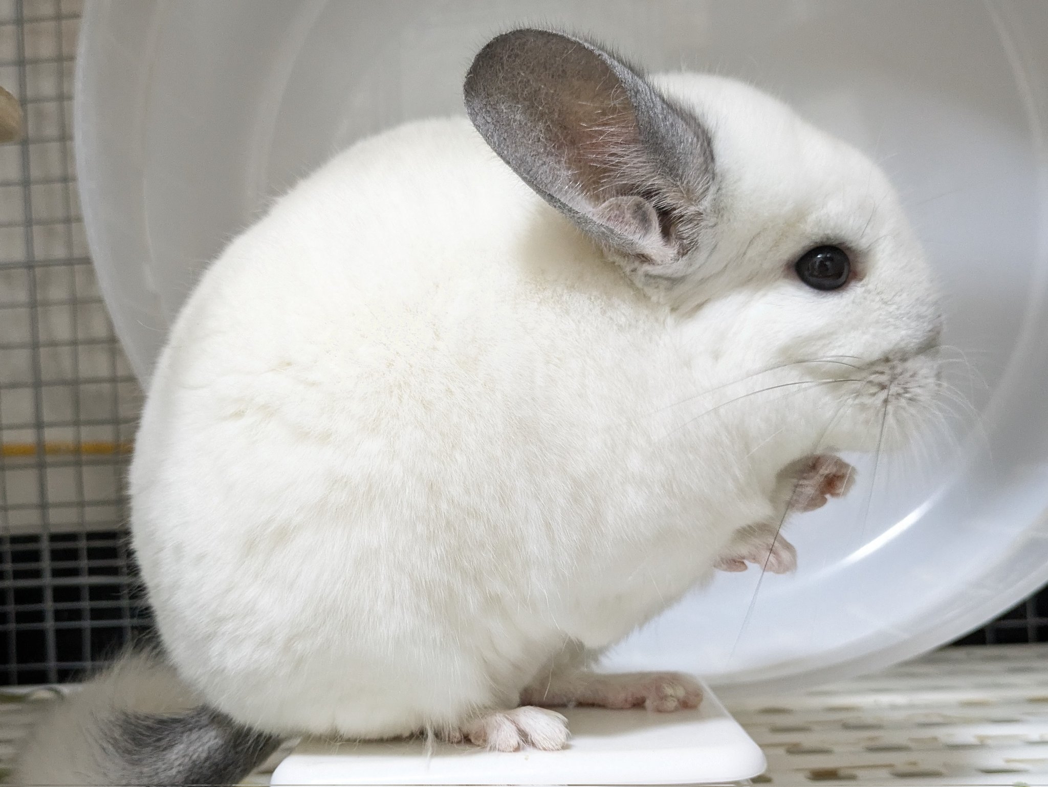 ごはんが頭に刺さっちゃった！？ 衝撃的なチンチラの姿に「真剣白刃