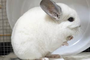 モルモットのような動物が座っている横向きの姿。ふわふわした毛と大きな耳が特徴。