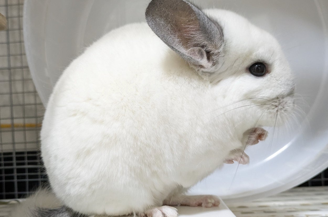 モルモットのような動物が座っている横向きの姿。ふわふわした毛と大きな耳が特徴。