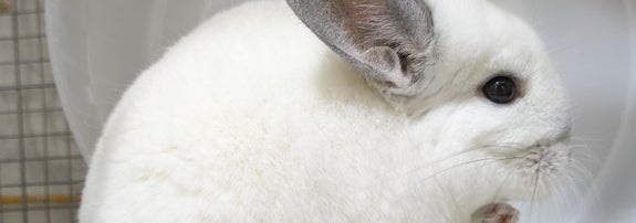 モルモットのような動物が座っている横向きの姿。ふわふわした毛と大きな耳が特徴。