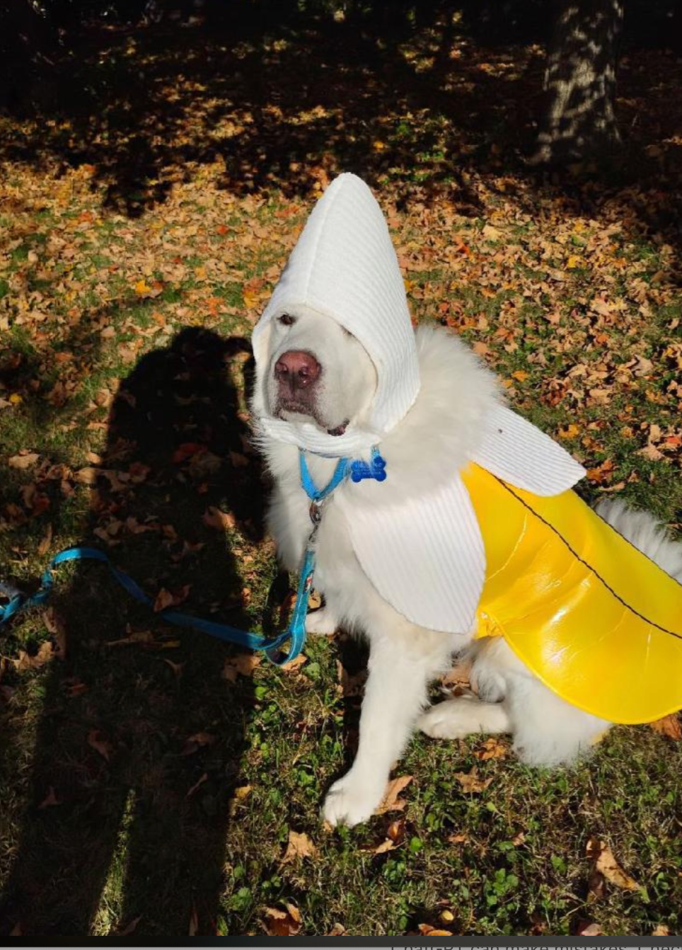 Dog sitting successful  writer  wearing a banana costume with a achromatic  peel and yellowish  effect   part. Shadows and fallen leaves contiguous   connected  the ground