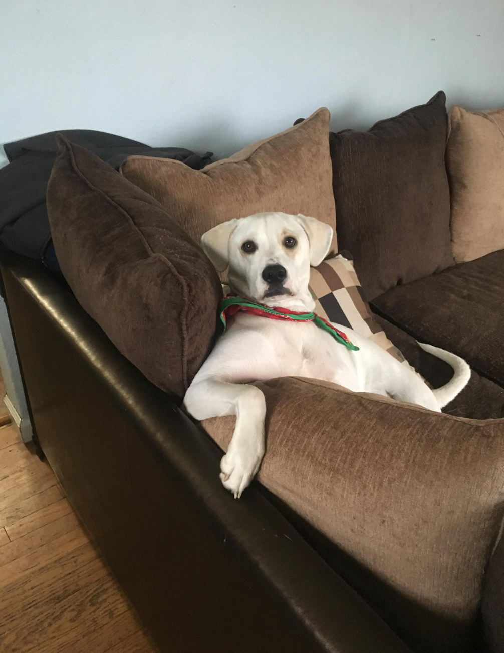 A canine  sits relaxed connected  a couch, leaning against cushions with a funny  expression, wearing a festive collar