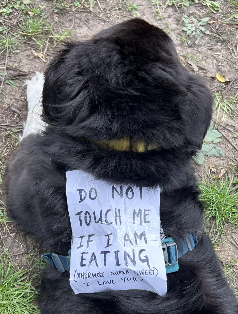 Dog wearing a enactment      speechmaking  "Do not interaction   maine  if I americium  eating (otherwise ace  sweet! I emotion  you!)."