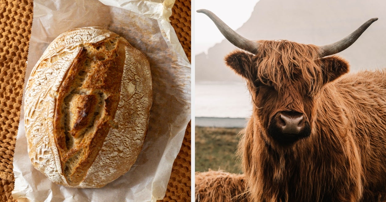 Choose An Enormous Amount Of Food And I'll Tell You Which Adorable Animal You Are - BuzzFeed