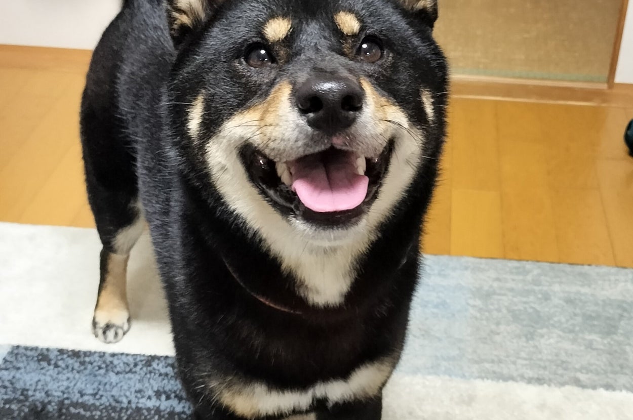 おやつをくれる気配を感じて、笑顔のかげとらくん / 黒柴かげとらさんのXアカウント（@KAGETORA_dog）より