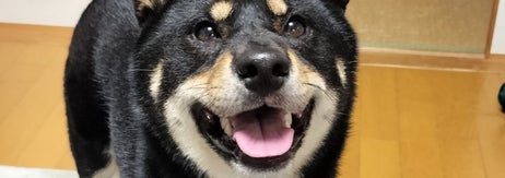 おやつをくれる気配を感じて、笑顔のかげとらくん / 黒柴かげとらさんのXアカウント（@KAGETORA_dog）より