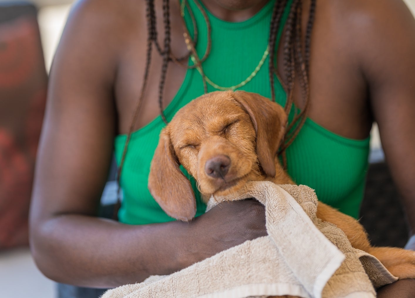 Holder en valp pakket inn i et håndkle