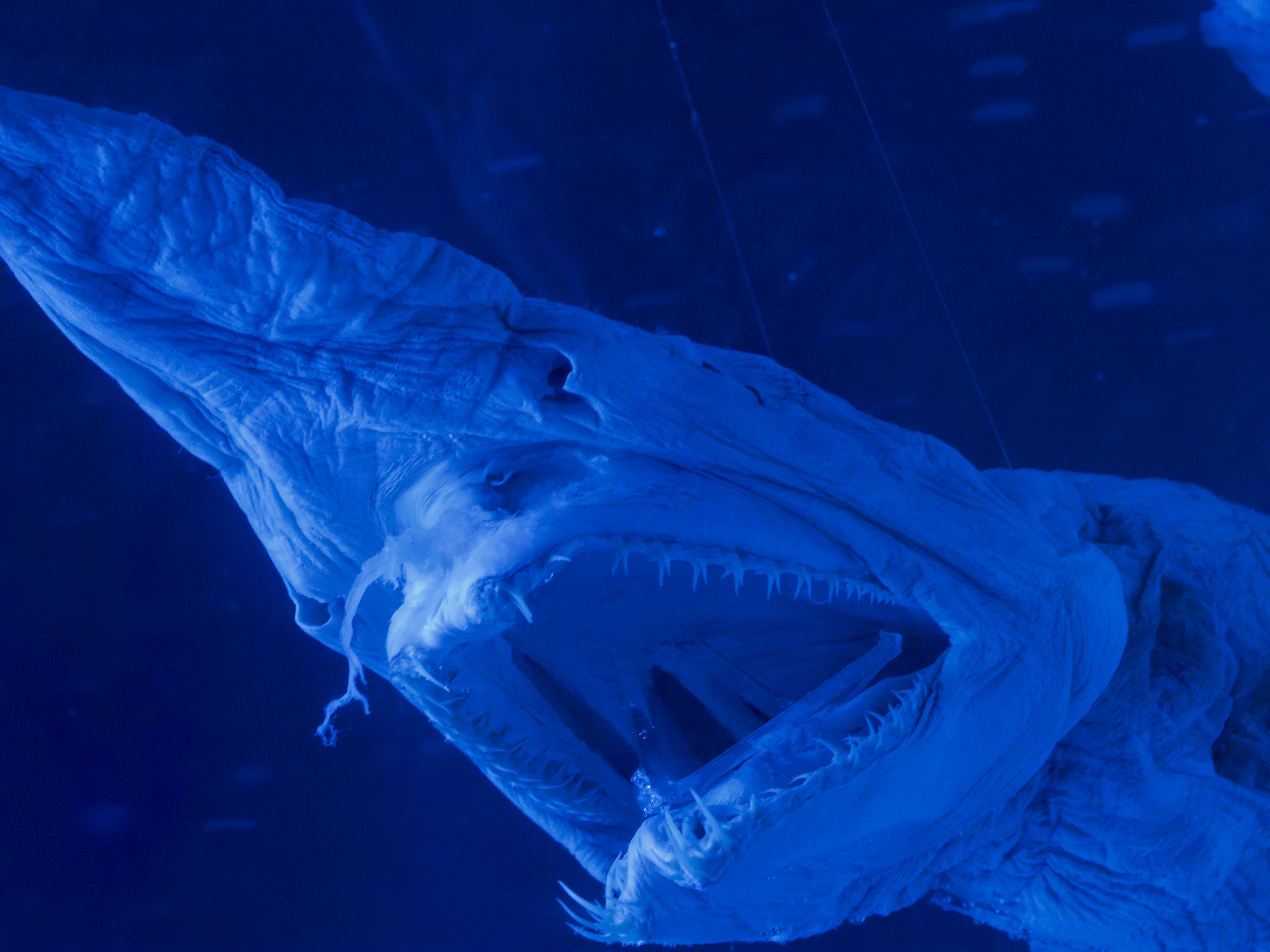 Close-up of a goblin shark underwater with rima open, displaying crisp teeth and elongated snout