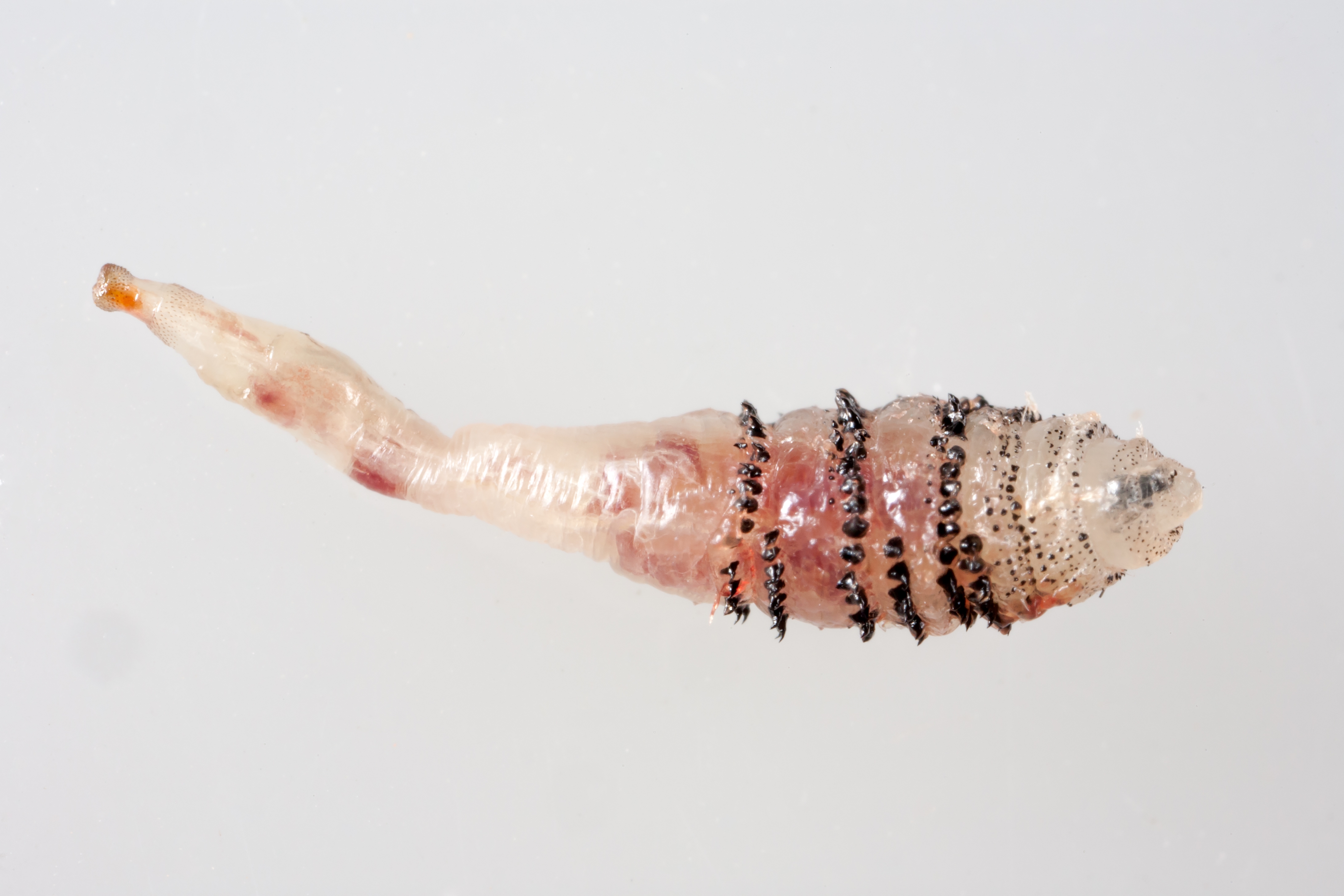 Human botfly larva