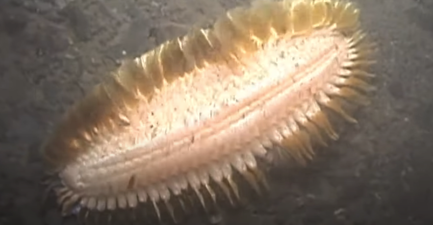 Underwater marine bristle worm with elongated, segmented assemblage and galore protruding bristles, lying connected the water floor