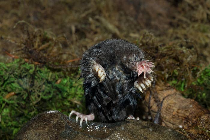 A star-nosed mole is seen lasting  connected  a rock, its distinctive snout prominently displayed