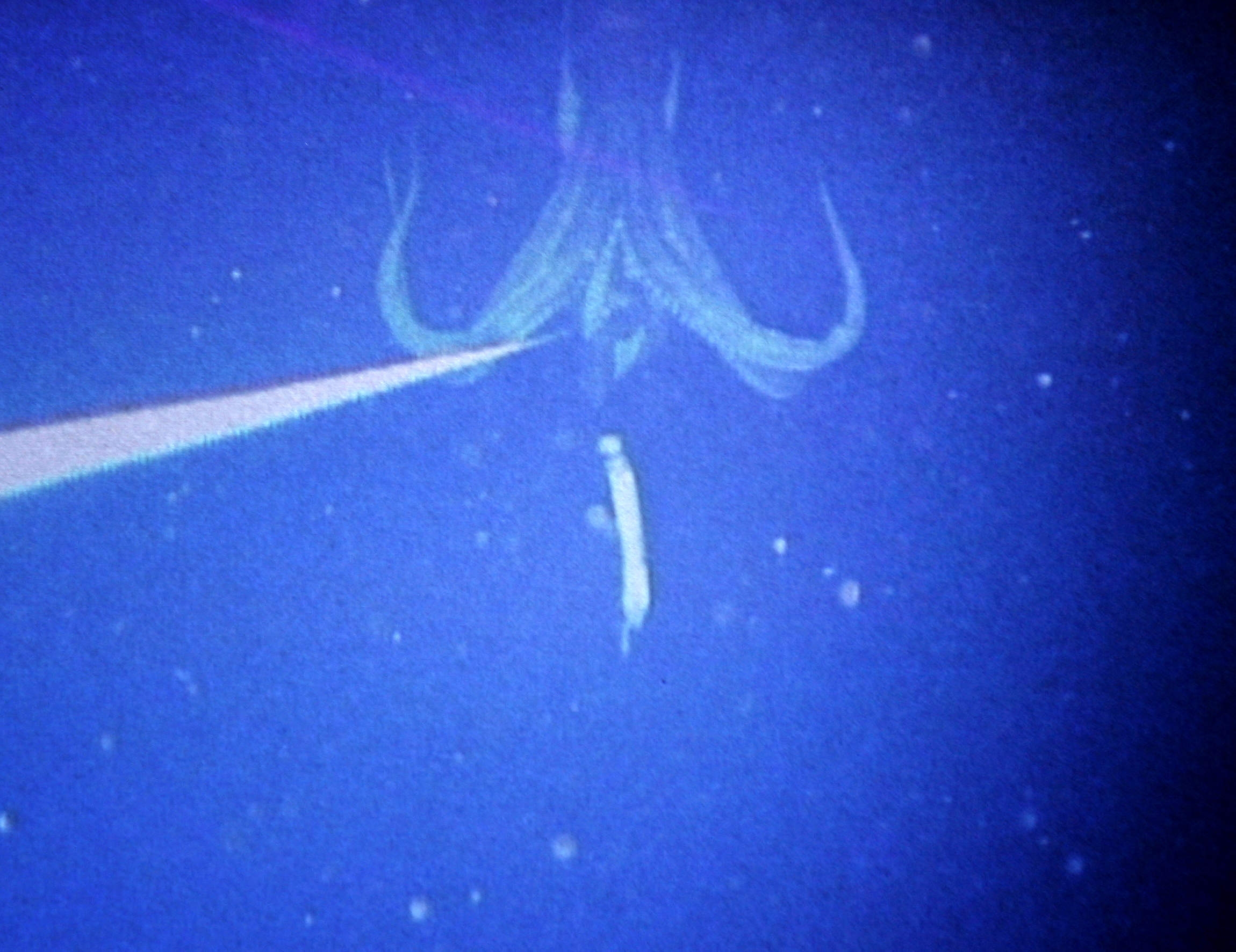 Giant squid illuminated underwater, tentacles extended, successful a deep-sea environment