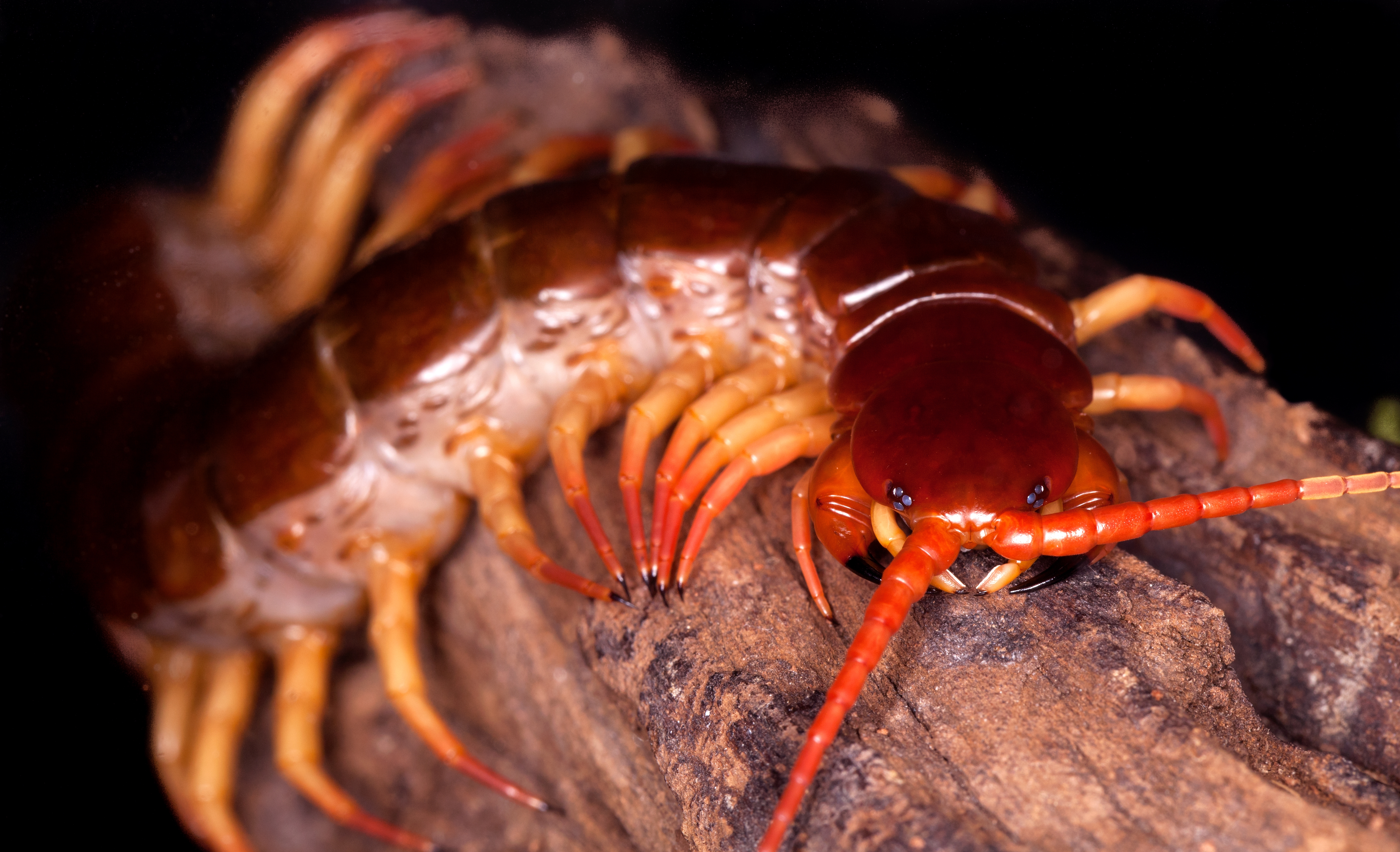 Centipede with galore legs and agelong antennae crawls connected a portion of wood, highlighting its intricate assemblage structure